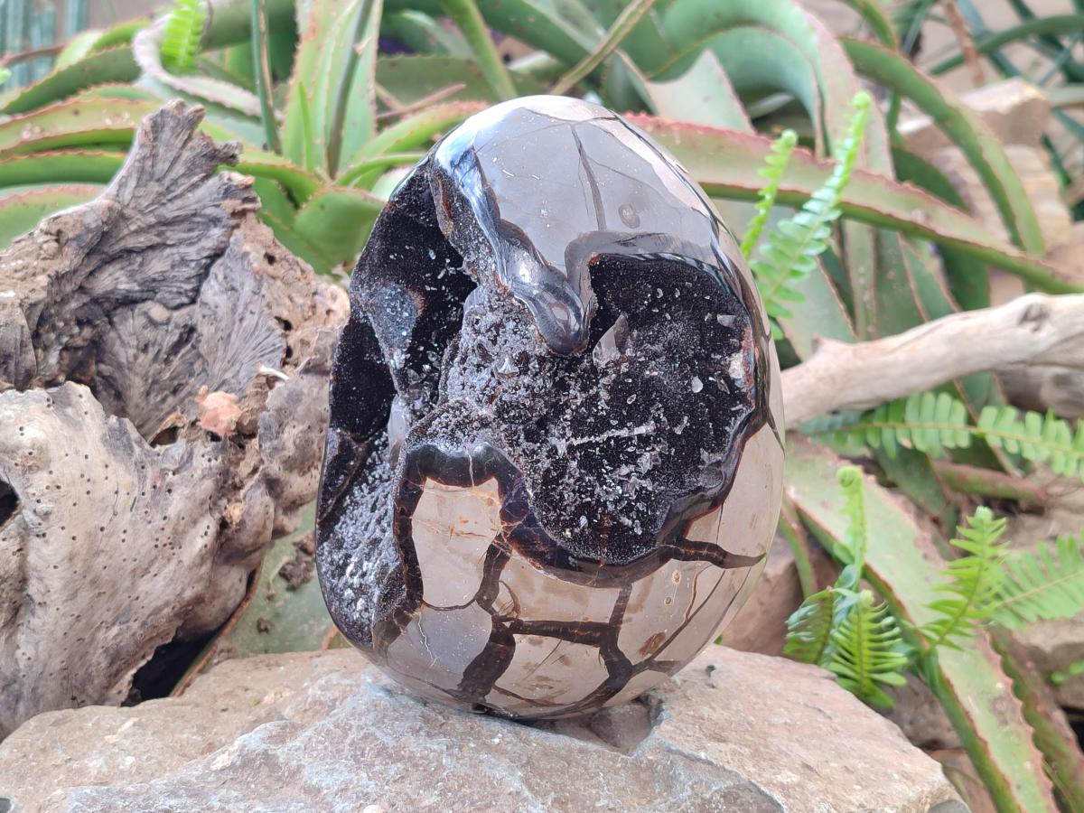 Polished and Natural XL Septerye Sauvage "Dragons Egg" x 1 From Mahajanga, Madagascar