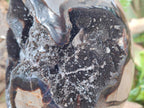Polished and Natural XL Septerye Sauvage "Dragons Egg" x 1 From Mahajanga, Madagascar