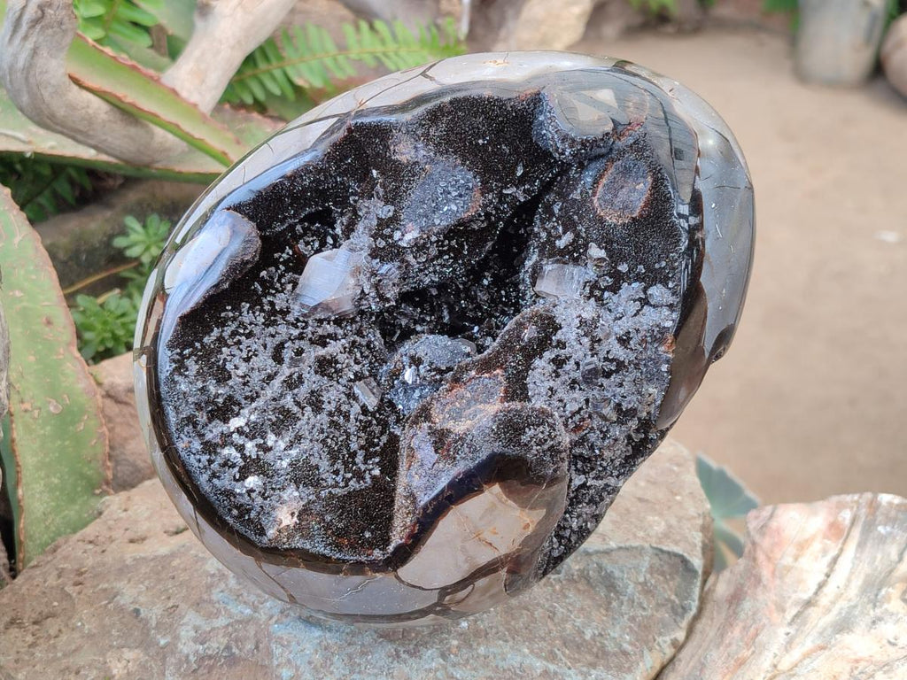 Polished and Natural XL Septerye Sauvage "Dragons Egg" x 1 From Mahajanga, Madagascar