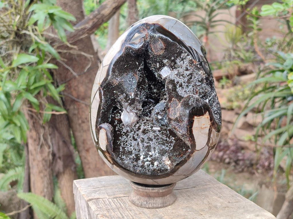 Polished and Natural XL Septerye Sauvage "Dragons Egg" x 1 From Mahajanga, Madagascar