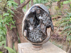 Polished and Natural XL Septerye Sauvage "Dragons Egg" x 1 From Mahajanga, Madagascar