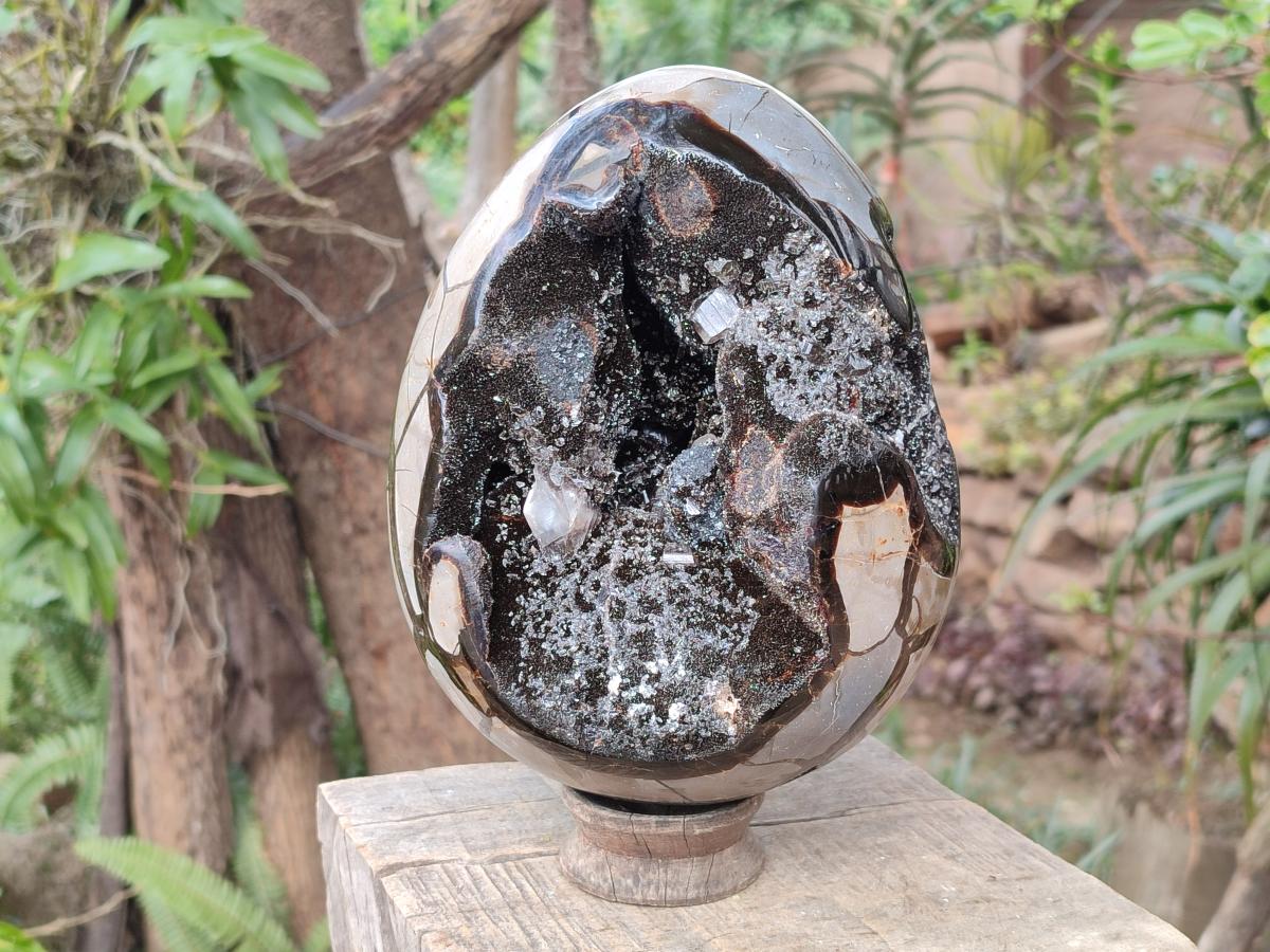 Polished and Natural XL Septerye Sauvage "Dragons Egg" x 1 From Mahajanga, Madagascar