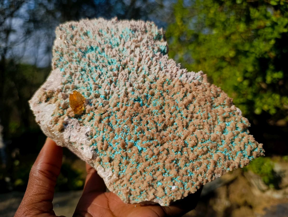 Natural Large Rare Rhodocalcite Specimen with Golden Dog Tooth Crystal x 1 From Mashamba West Mine, Congo