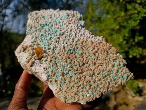 Natural Large Rare Rhodocalcite Specimen with Golden Dog Tooth Crystal x 1 From Mashamba West Mine, Congo