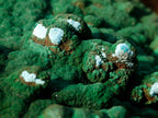 Natural Botryoidal Crystalline Malachite Plate Specimen with Chrysocolla x 1 From Kolwezi, Congo