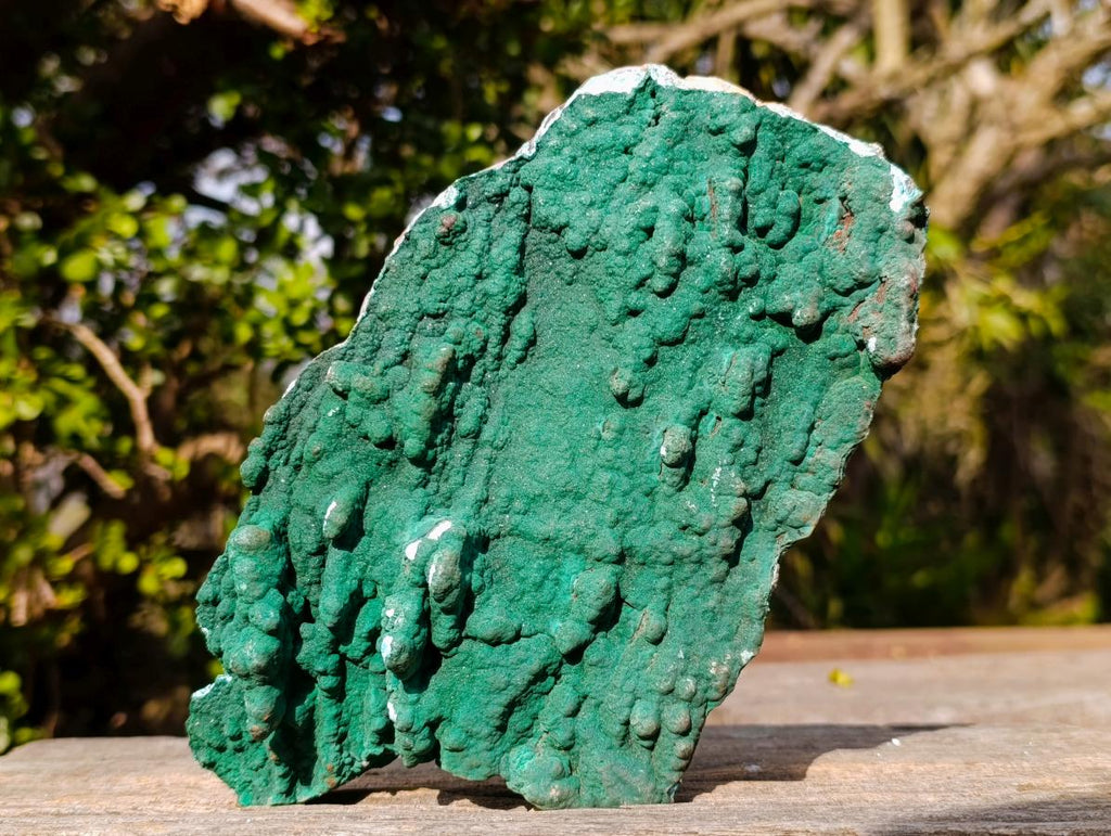 Natural Botryoidal Crystalline Malachite Plate Specimen with Chrysocolla x 1 From Kolwezi, Congo