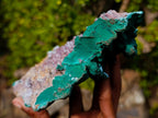Natural Botryoidal Crystalline Malachite Plate Specimen with Chrysocolla x 1 From Kolwezi, Congo