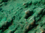 Natural Botryoidal Crystalline Malachite Plate Specimen with Chrysocolla x 1 From Kolwezi, Congo