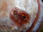 Polished Banded Agate Sardonyx Sphere with Crystalline Vug x 1 From Zimbabwe