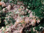 Natural Drusy Dolomite with Malachite and Chrysocolla on Cobalt Matrix x 1 From Kakanda, Congo