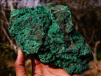 Natural Large Silky Malachite Specimen x 1 From Kasompe, Congo