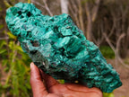 Natural Large Silky Malachite Specimen x 1 From Kasompe, Congo