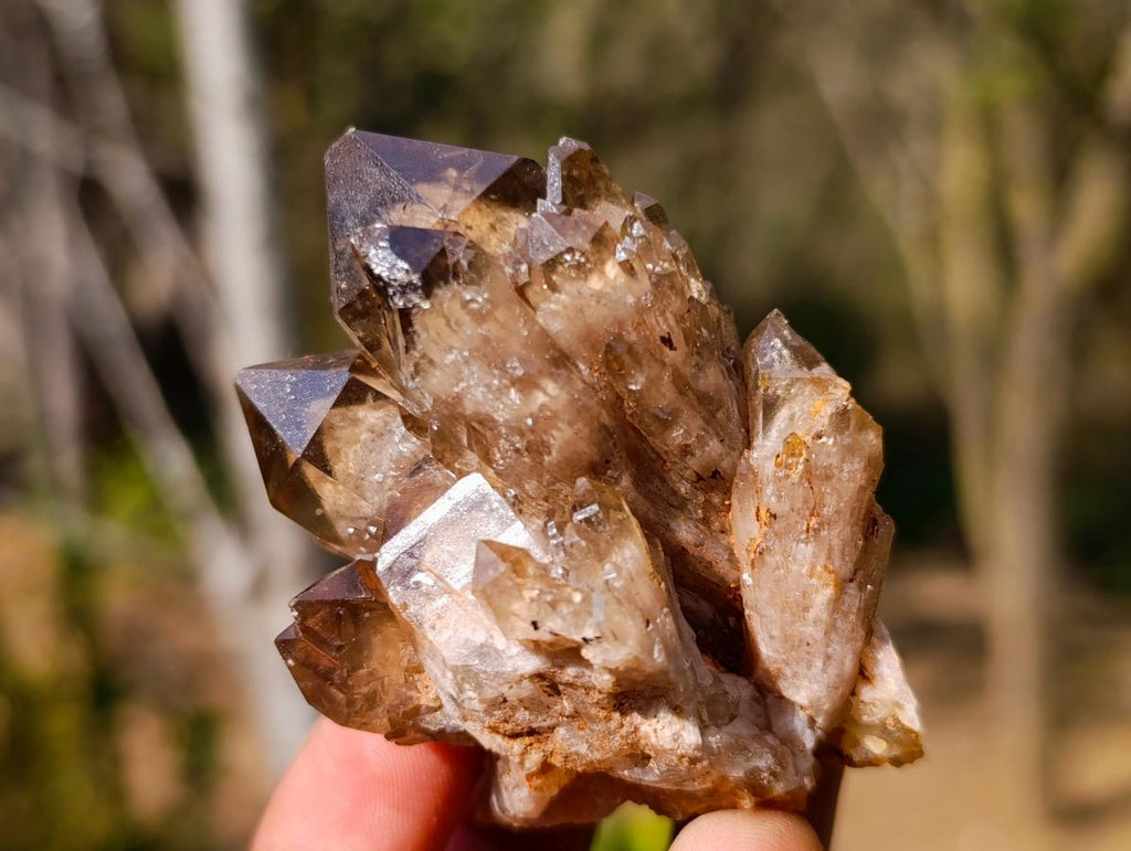 Polished and Natural Mix Set of 12 Minerals and Crystals in a Wooden Display Box x 1 From Southern Africa
