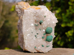 Natural Ball Malachite Specimen on Dolomite Matrix x 1 From Kambove, Congo