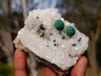 Natural Ball Malachite Specimen on Dolomite Matrix x 1 From Kambove, Congo