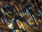 Polished Blue Flash Labradorite Standing Display Piece x 1 From Tulear, Madagascar