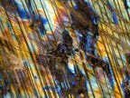 Polished Blue Flash Labradorite Standing Display Piece x 1 From Tulear, Madagascar