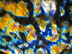 Polished Blue Flash Labradorite Standing Display Piece x 1 From Tulear, Madagascar