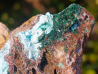 Natural Cabinet Size Drusy Coated Botryoidal Chrysocolla Specimen on Dolomite x 1 From Likasi, Congo