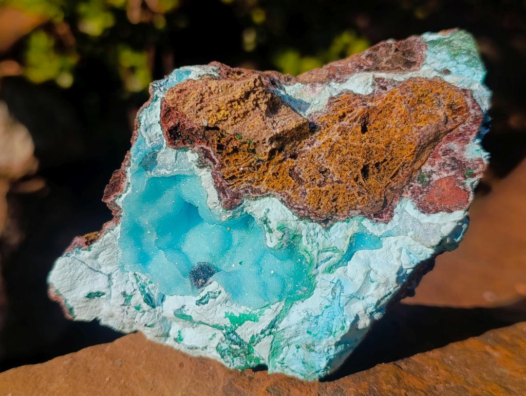 Natural Cabinet Size Drusy Coated Botryoidal Chrysocolla Specimen on Dolomite x 1 From Likasi, Congo
