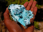 Natural Classic Drusy Coated Chrysocolla Specimen with Malachite on Dolomite x 1 From Likasi, Congo