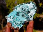 Natural Classic Drusy Coated Chrysocolla Specimen with Malachite on Dolomite x 1 From Likasi, Congo