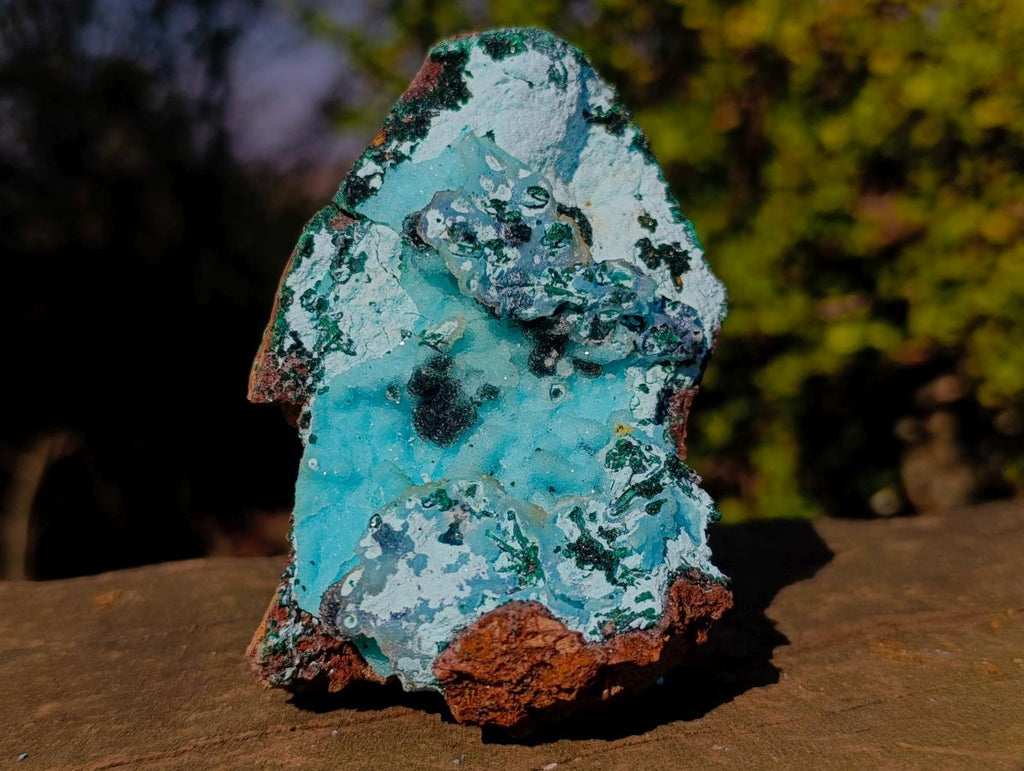 Natural Classic Drusy Coated Chrysocolla Specimen with Malachite on Dolomite x 1 From Likasi, Congo
