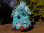 Natural Classic Drusy Coated Chrysocolla Specimen with Malachite on Dolomite x 1 From Likasi, Congo