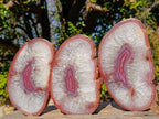 Polished Matching Trio of Red Shashe River Agate Slices with Natural Edging x 1 From Shashe River, Zimbabwe