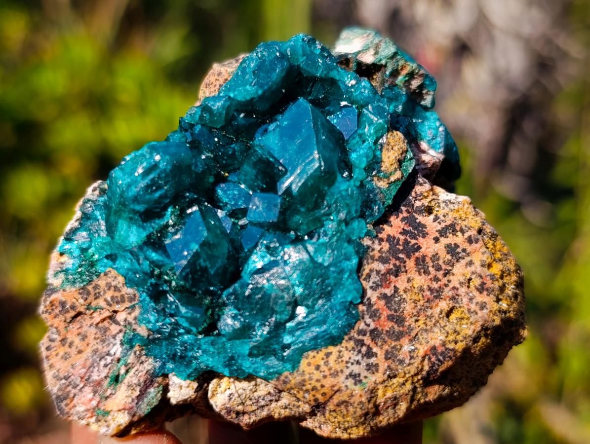 Natural Cabinet Size Dioptase Specimen on Dolomite Matrix x 1 From Mashamba East, Congo