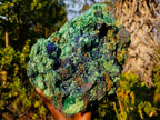 Natural XL Azurite Specimen with Cuprite and Malachite x 1 From Mashamba East Mine, Congo