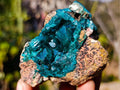 Natural Cabinet Size Dioptase Specimen on Dolomite Matrix x 1 From Mashamba East, Congo