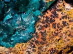 Natural Cabinet Size Dioptase Specimen on Dolomite Matrix x 1 From Mashamba East, Congo
