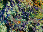 Natural XL Azurite Specimen with Cuprite and Malachite x 1 From Mashamba East Mine, Congo