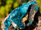 Natural Cabinet Size Dioptase Specimen on Dolomite Matrix x 1 From Mashamba East, Congo