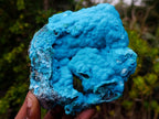 Natural Drusy Coated Botryoidal Chrysocolla Specimen on Dolomite Matrix x 1 From Kulukuluku, Congo