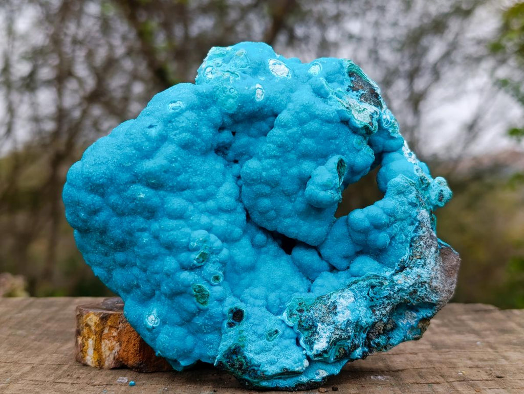 Natural Drusy Coated Botryoidal Chrysocolla Specimen on Dolomite Matrix x 1 From Kulukuluku, Congo