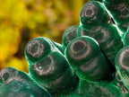 Natural Exquisite Velvet Malachite Stalactite Formation x 1 from Kasompe, Congo