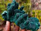 Natural Exquisite Velvet Malachite Stalactite Formation x 1 from Kasompe, Congo