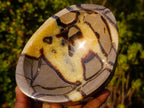 Polished Septerye Bowl x 1 From Mahajanga, Madagascar