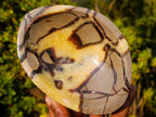 Polished Septerye Bowl x 1 From Mahajanga, Madagascar