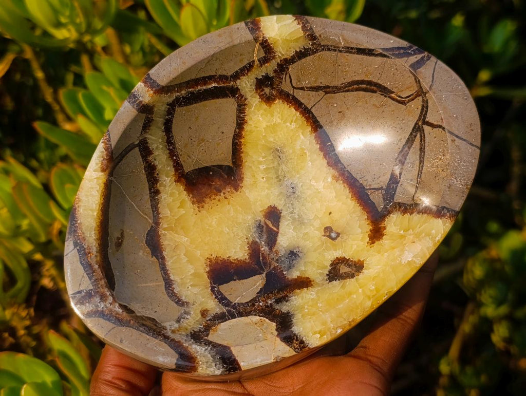 Polished Septerye Bowl x 1 From Mahajanga, Madagascar