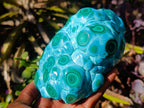 Polished Large Malacolla Specimen x 1 From Kulukuluku, Congo