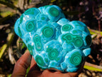 Polished Large Malacolla Specimen x 1 From Kulukuluku, Congo