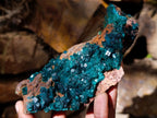 Natural Cabinet Size Dioptase Specimen with Siderite on a Dolomite Matrix x 1 From Mashamba East, Congo