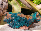 Natural Cabinet Size Dioptase Specimen with Siderite on a Dolomite Matrix x 1 From Mashamba East, Congo
