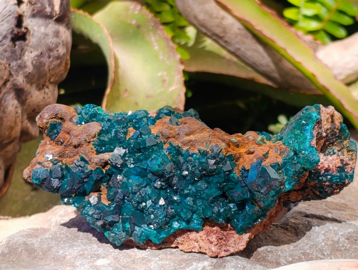Natural Cabinet Size Dioptase Specimen with Siderite on a Dolomite Matrix x 1 From Mashamba East, Congo