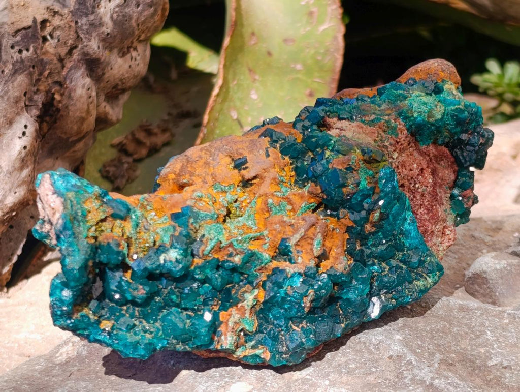 Natural Cabinet Size Dioptase Specimen with Siderite on a Dolomite Matrix x 1 From Mashamba East, Congo