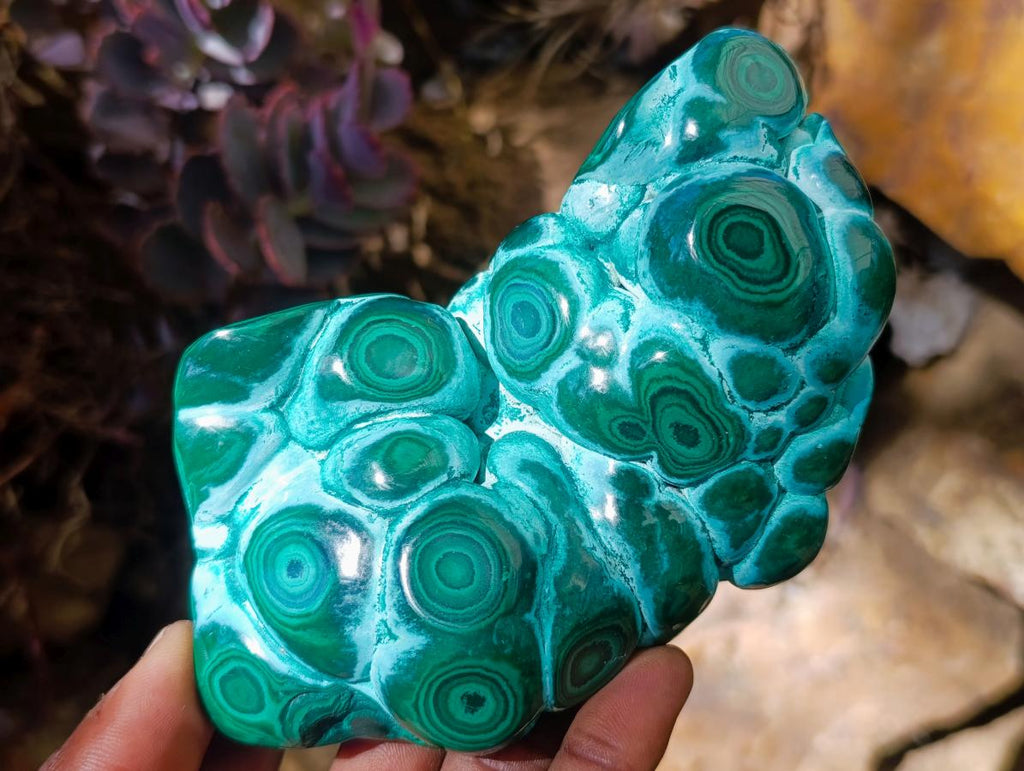 Polished "Eye" Ring Patterned Malacolla Free Form x 1 From Kulukuluku, Congo