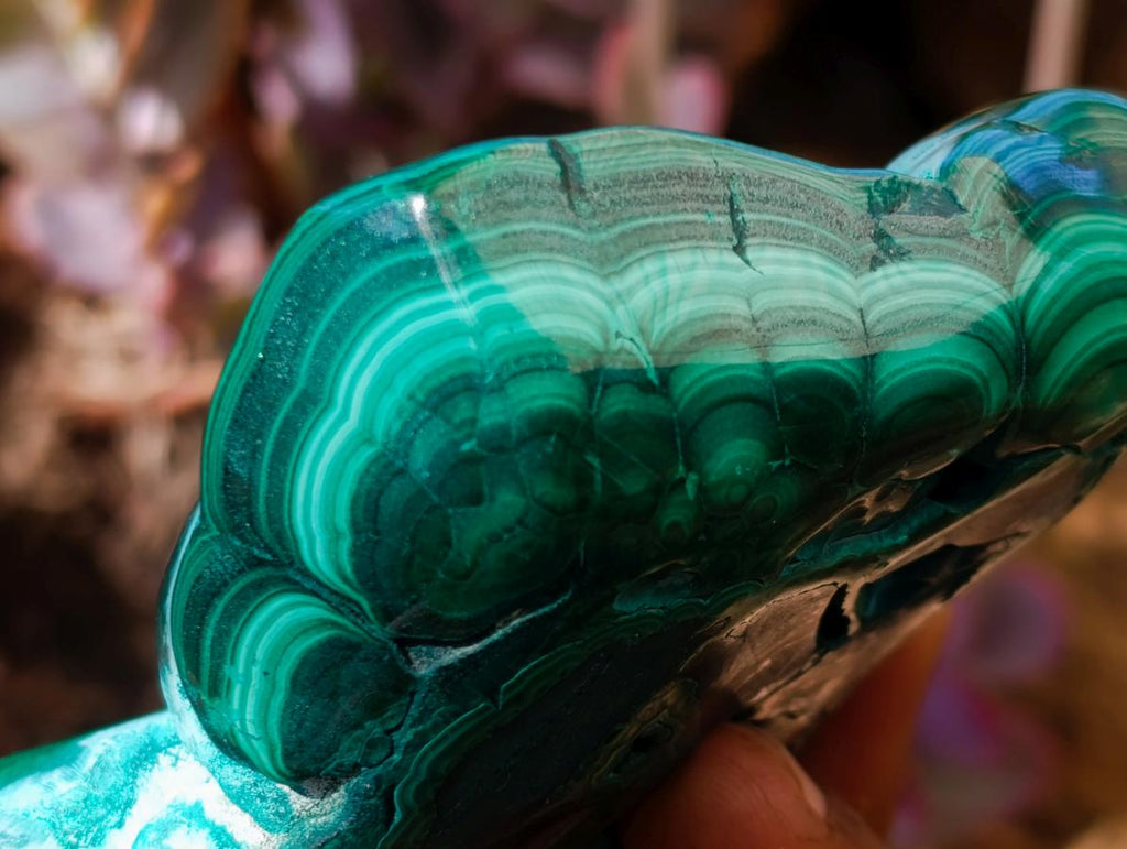 Polished "Eye" Ring Patterned Malacolla Free Form x 1 From Kulukuluku, Congo
